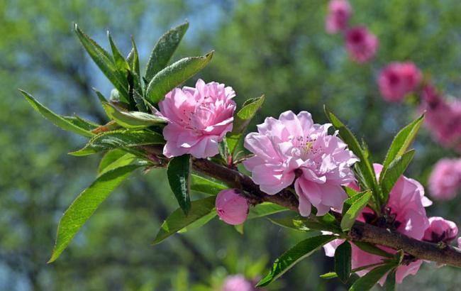 菏泽天气预报15天2345天气预报_菏泽